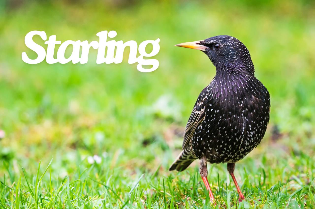 Bird Fact File: Starling